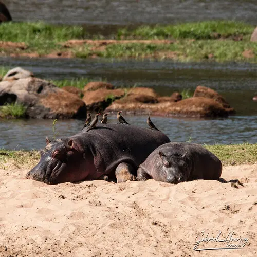 Photo safari visiting western Tanzania Ruaha National Park