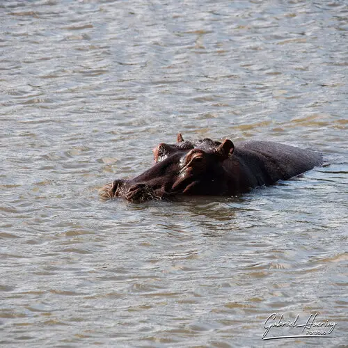 Photo safari visiting western Tanzania Ruaha National Park