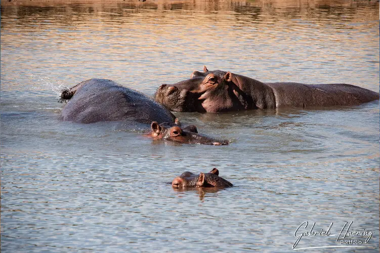 Photo safari visiting western Tanzania Ruaha National Park