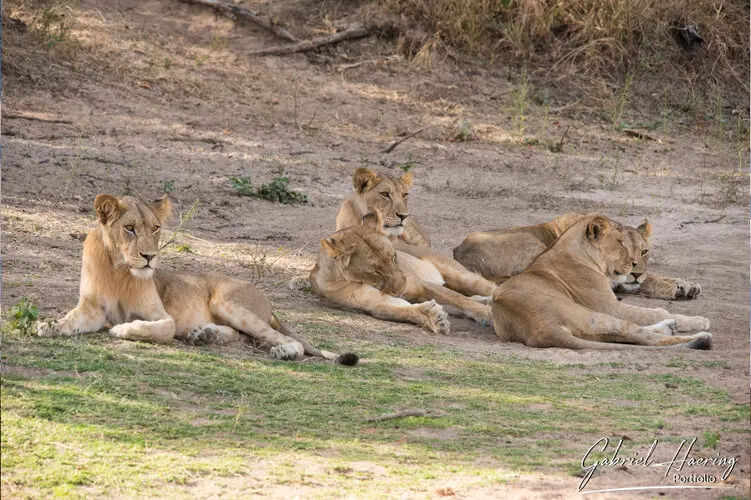 Photo safari visiting western Tanzania Ruaha National Park