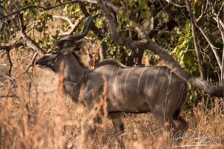 Photo safari visiting western Tanzania Ruaha National Park