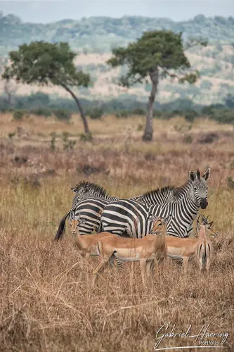 Private Photo safari Mikumi national park