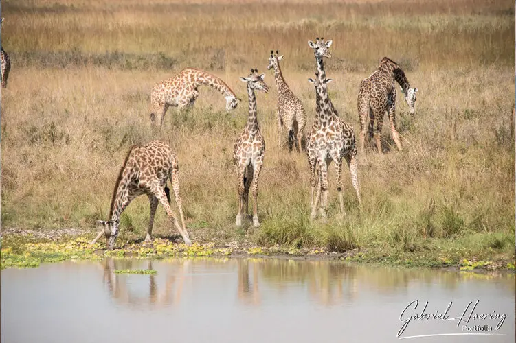 Private Photo safari Mikumi national park