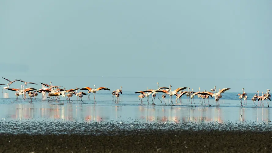 Lesser Flamingo Lake Natron