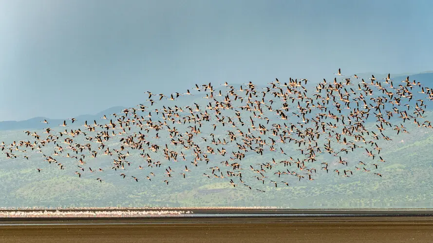 Lesser Flamingo Lake Natron