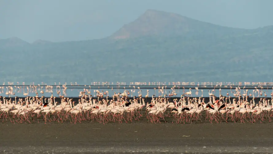 Lesser Flamingo Lake Natron