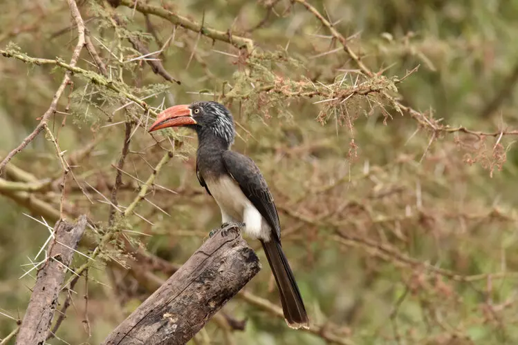 Photographic safari Lake Manyara