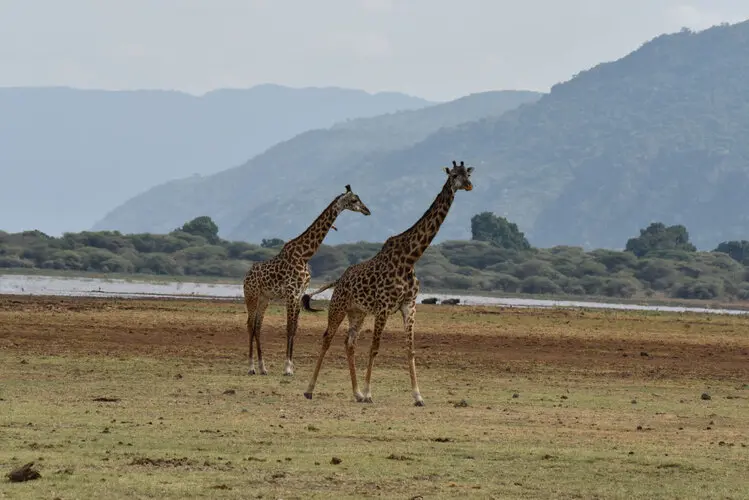 Photographic safari Lake Manyara