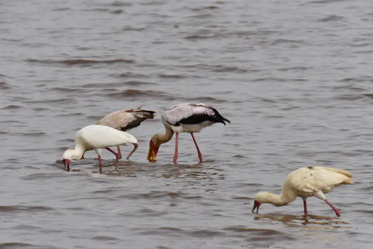 Photographic safari Lake Manyara