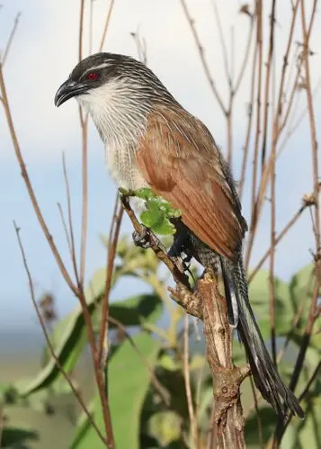 Visit Mkomazi NP Tanzania