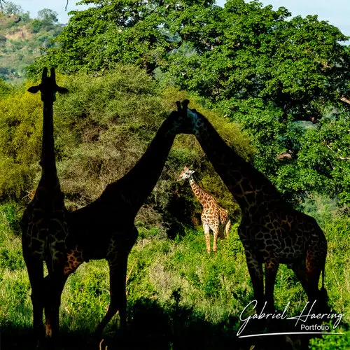 Northern Tanzania safari in Tarangire