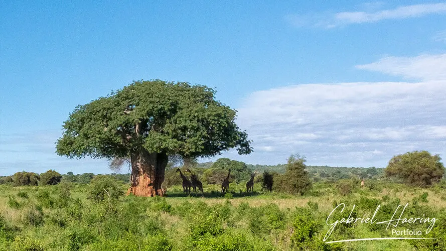 Northern Tanzania safari in Tarangire