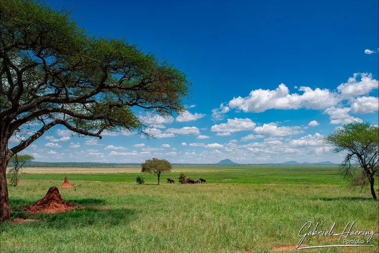 Northern Tanzania safari in Tarangire