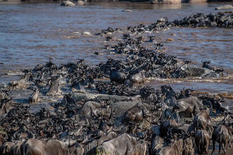 Photographic safari great migration serengeti