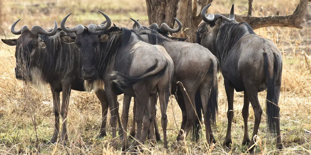 Photographic safari great migration serengeti