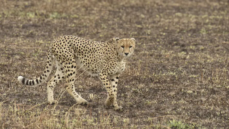 Photographic safari great migration serengeti