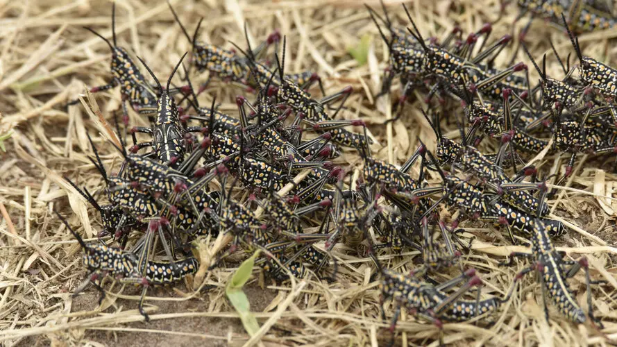 Photographic safari great migration serengeti