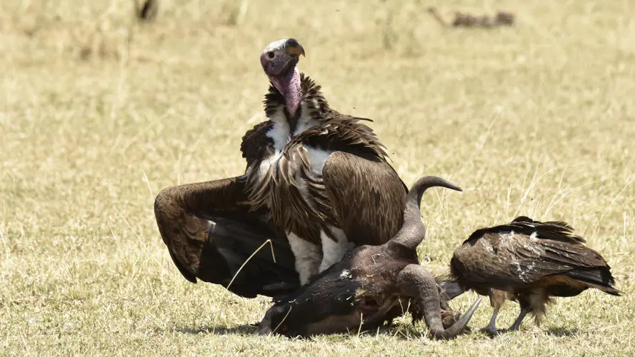 Photographic safari great migration serengeti